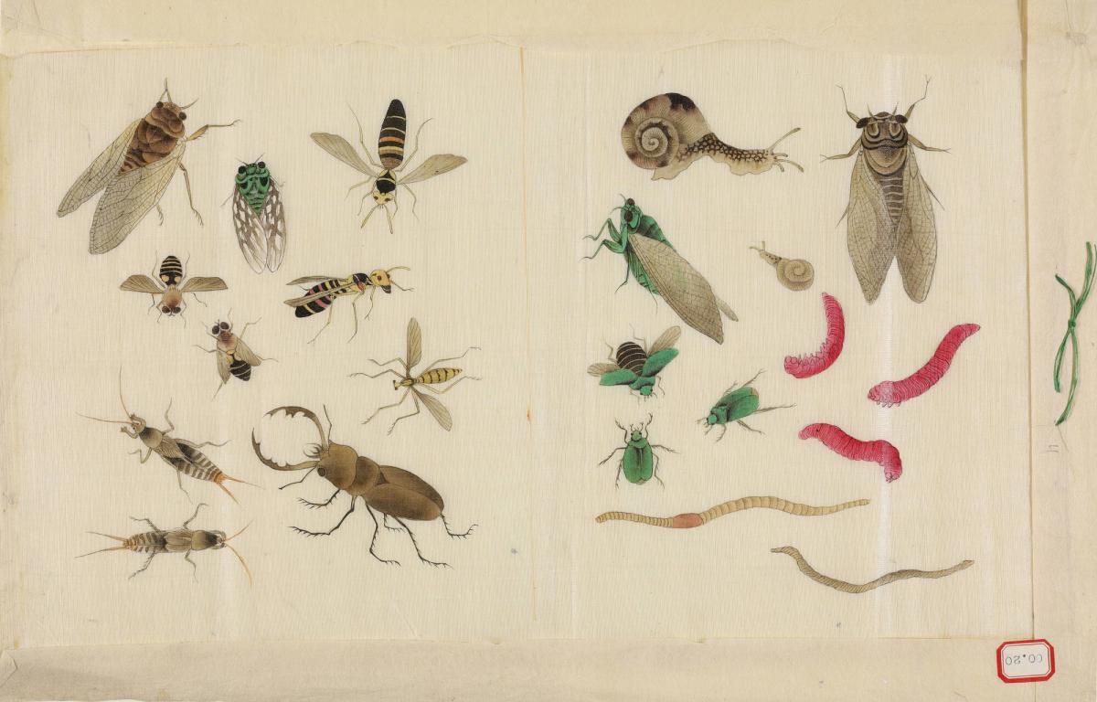 Various Insects