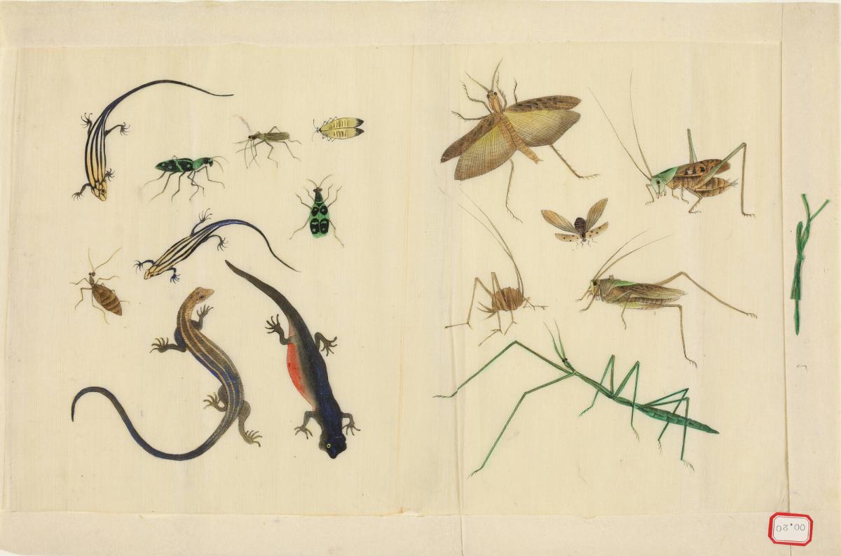 Various Insects