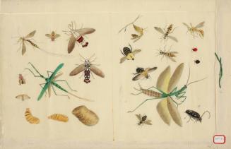 Various Insects