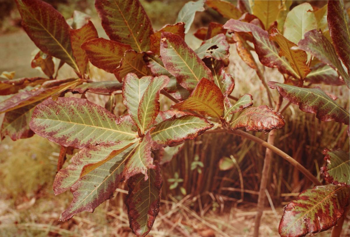 Untitled, from the Jamaica Botanical Series