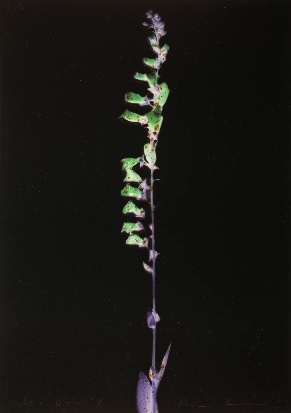 Digitalis V