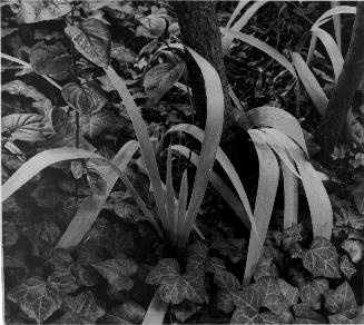 Iris and Stump, Orgeval, France, from Portfolio Four