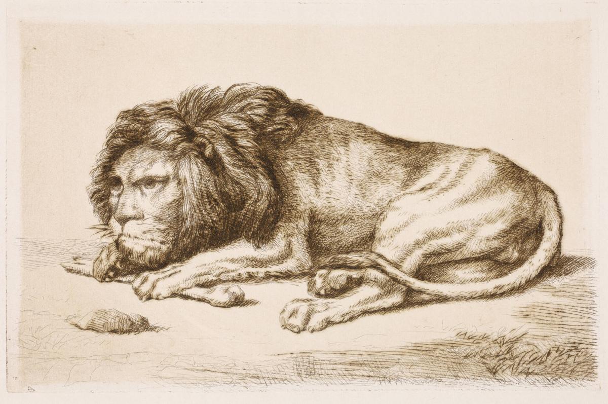 A Lion