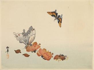Butterflies