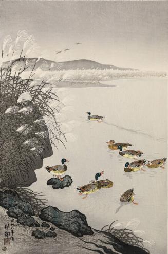 Mallards in a Coastal Scene