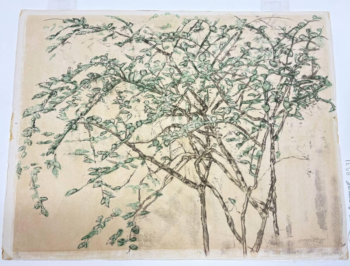 Branch with Leaves; Study of the Bushes on Rue General Appert