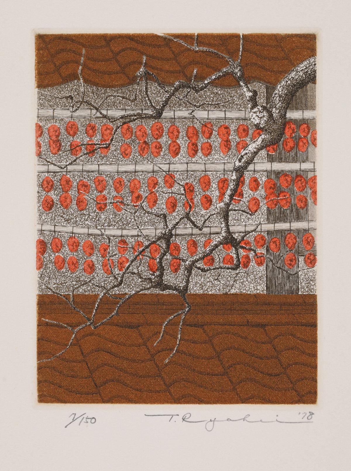 Drying Persimmons