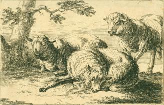 Sheep and Goats