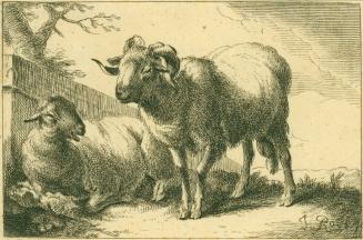 Sheep and Goats