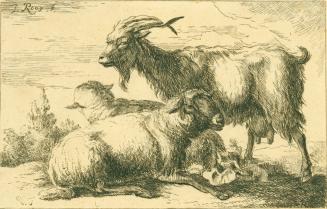 Sheep and Goats