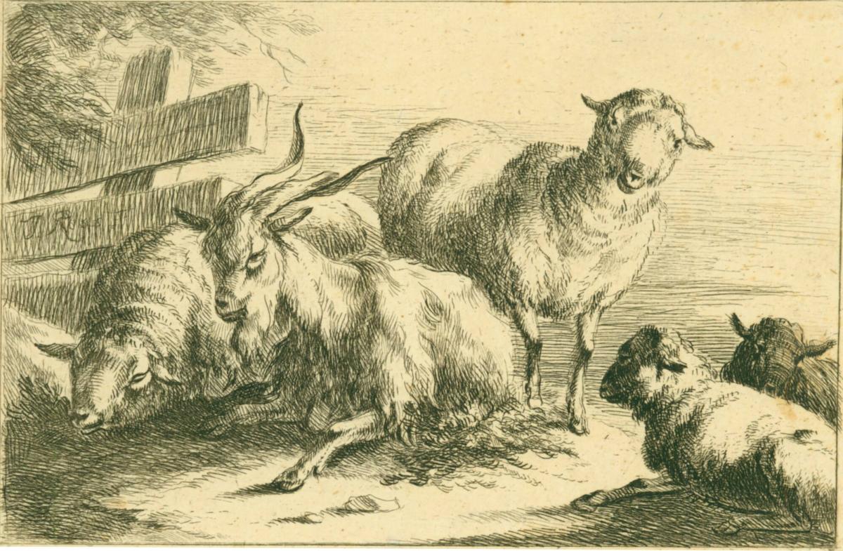 Sheep and Goats