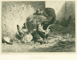 Coq et Poules