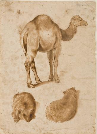 Studies of a Camel and Two Hedgehogs